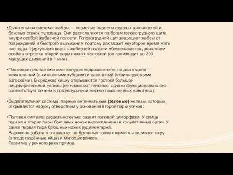 Дыхательная система: жабры — перистые выросты грудных конечностей и боковых стенок