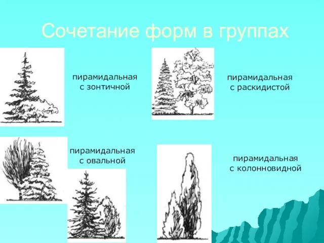 Сочетание форм в группах пирамидальная с овальной пирамидальная с раскидистой пирамидальная с зонтичной пирамидальная с колонновидной