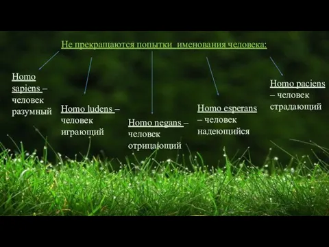 Не прекращаются попытки именования человека: Homo sapiens – человек разумный Homo