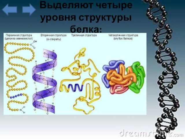 Выделяют четыре уровня структуры белка: