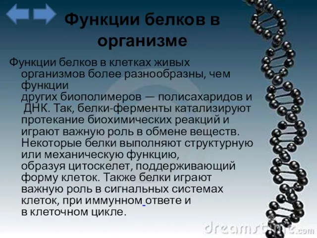 Функции белков в организме Функции белков в клетках живых организмов более