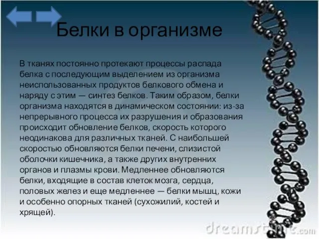 Белки в организме В тканях постоянно протекают процессы распада белка с