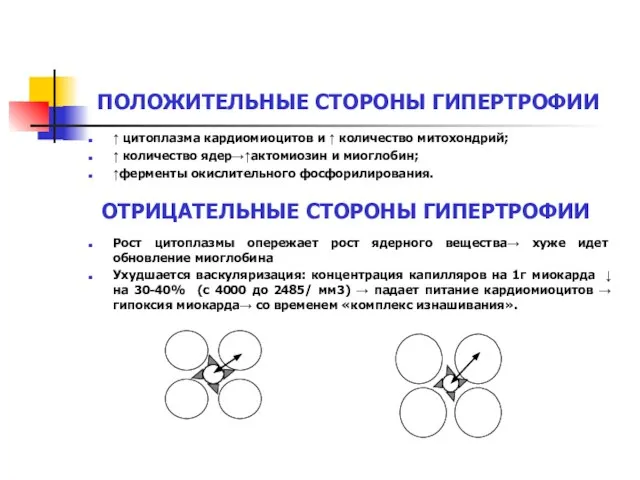 ПОЛОЖИТЕЛЬНЫЕ СТОРОНЫ ГИПЕРТРОФИИ ↑ цитоплазма кардиомиоцитов и ↑ количество митохондрий; ↑