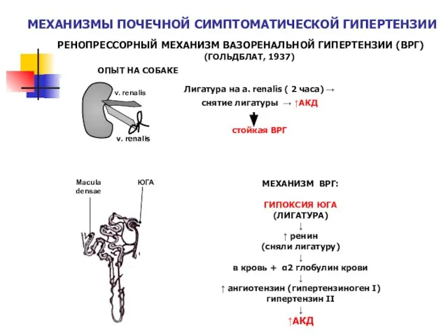 МЕХАНИЗМЫ ПОЧЕЧНОЙ СИМПТОМАТИЧЕСКОЙ ГИПЕРТЕНЗИИ РЕНОПРЕССОРНЫЙ МЕХАНИЗМ ВАЗОРЕНАЛЬНОЙ ГИПЕРТЕНЗИИ (ВРГ) (ГОЛЬДБЛАТ, 1937)