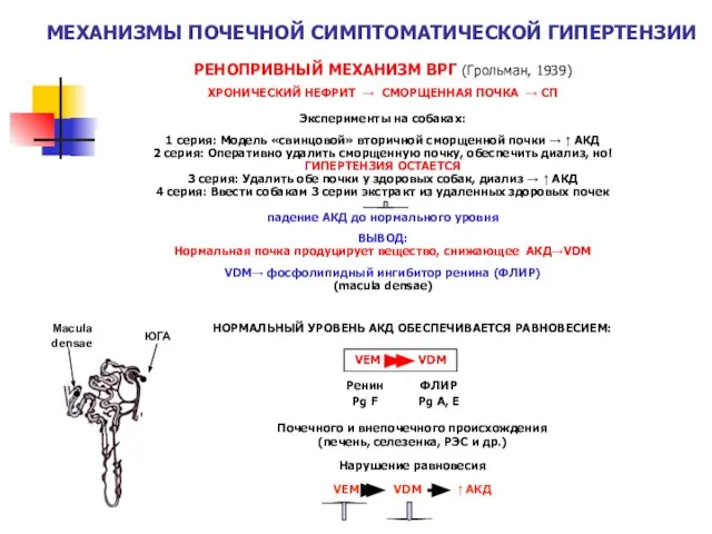 МЕХАНИЗМЫ ПОЧЕЧНОЙ СИМПТОМАТИЧЕСКОЙ ГИПЕРТЕНЗИИ РЕНОПРИВНЫЙ МЕХАНИЗМ ВРГ (Грольман, 1939) ХРОНИЧЕСКИЙ НЕФРИТ