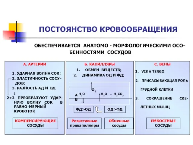 ОБЕСПЕЧИВАЕТСЯ АНАТОМО - МОРФОЛОГИЧЕСКИМИ ОСО- БЕННОСТЯМИ СОСУДОВ ПОСТОЯНСТВО КРОВООБРАЩЕНИЯ