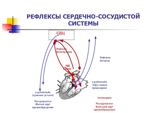 РЕФЛЕКСЫ СЕРДЕЧНО-СОСУДИСТОЙ СИСТЕМЫ