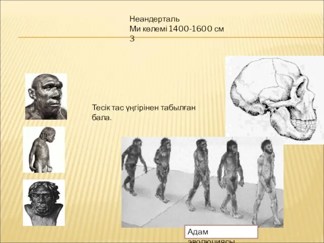 Тесік тас үңгірінен табылған бала. Неандерталь Ми көлемі 1400-1600 см 3 Адам эволюциясы.
