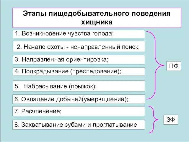 Этапы пищедобывательного поведения хищника 1. Возникновение чувства голода; 2. Начало охоты