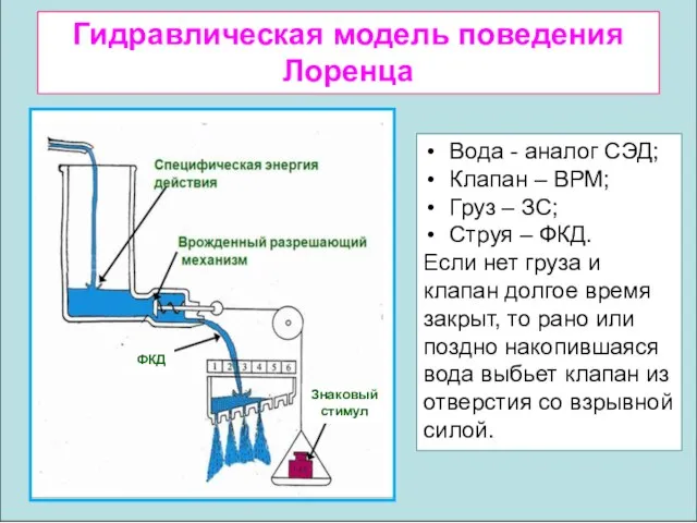 Гидравлическая модель поведения Лоренца Вода - аналог СЭД; Клапан – ВРМ;