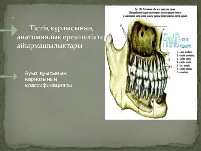 Тістің құрлысының анатомиялық ерекшеліктері, айырмашылықтары Ауыз қуысының кариозының классификациясы