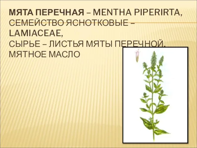 МЯТА ПЕРЕЧНАЯ – MENTHA PIPERIRTA, СЕМЕЙСТВО ЯСНОТКОВЫЕ – LAMIACEAE, СЫРЬЕ – ЛИСТЬЯ МЯТЫ ПЕРЕЧНОЙ, МЯТНОЕ МАСЛО