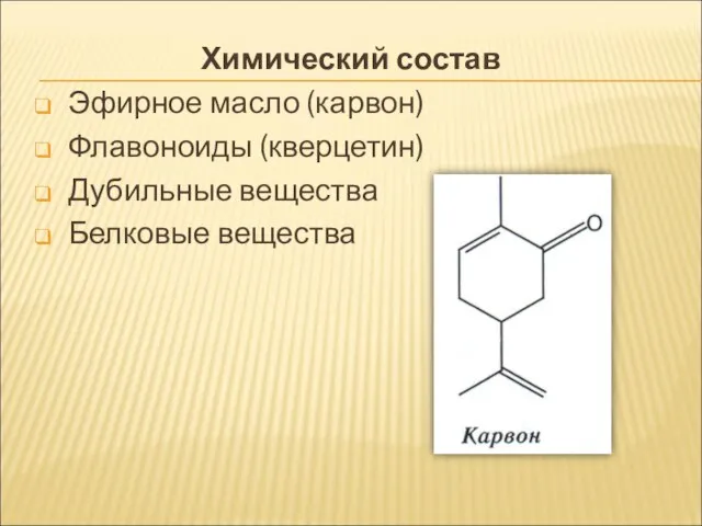 Химический состав Эфирное масло (карвон) Флавоноиды (кверцетин) Дубильные вещества Белковые вещества