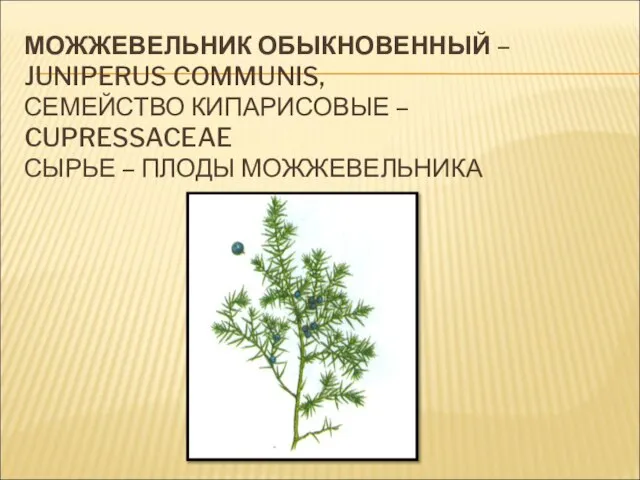 МОЖЖЕВЕЛЬНИК ОБЫКНОВЕННЫЙ – JUNIPERUS COMMUNIS, СЕМЕЙСТВО КИПАРИСОВЫЕ – CUPRESSACEAE СЫРЬЕ – ПЛОДЫ МОЖЖЕВЕЛЬНИКА