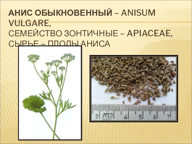 АНИС ОБЫКНОВЕННЫЙ – ANISUM VULGARE, СЕМЕЙСТВО ЗОНТИЧНЫЕ – APIACEAE, СЫРЬЕ – ПЛОДЫ АНИСА