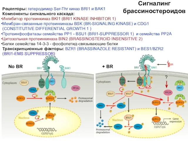 Сигналинг брассиностероидов No BR + BR Рецепторы: гетеродимер Ser-Thr киназ BRI1