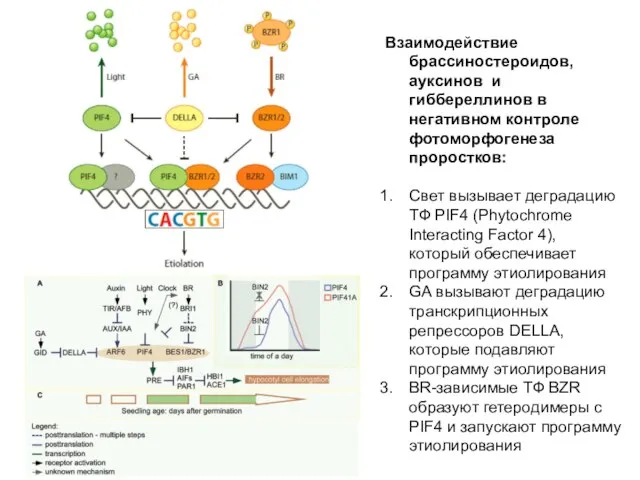 Взаимодействие брассиностероидов, ауксинов и гиббереллинов в негативном контроле фотоморфогенеза проростков: Свет