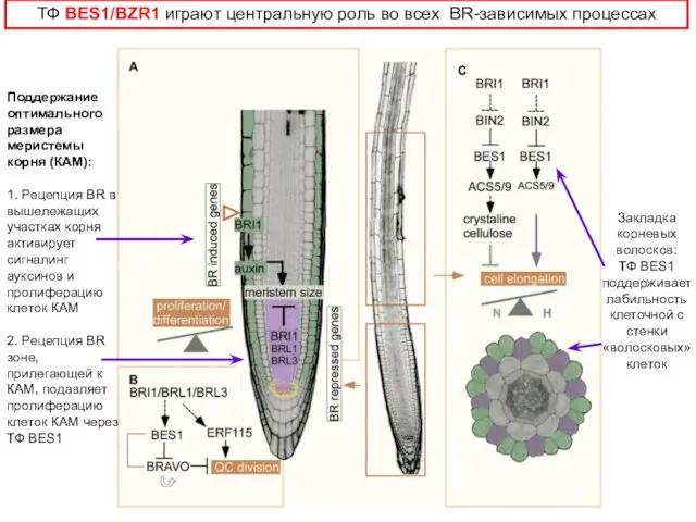 Поддержание оптимального размера меристемы корня (КАМ): 1. Рецепция BR в вышележащих