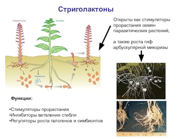 Стриголактоны Открыты как стимуляторы прорастания семян паразитических растений, а также роста