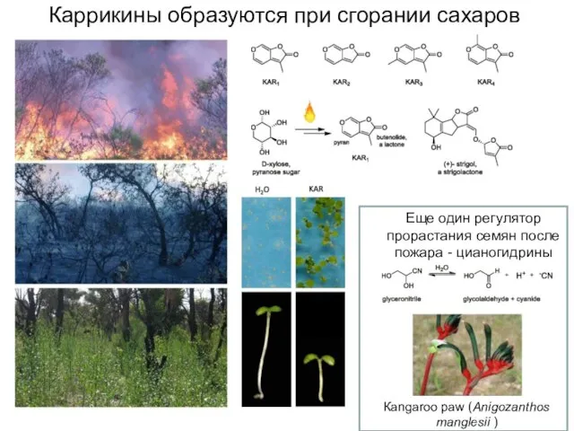 Каррикины образуются при сгорании сахаров Еще один регулятор прорастания семян после