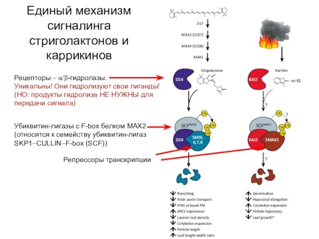 Единый механизм сигналинга стриголактонов и каррикинов Рецепторы – α/β-гидролазы. Уникальны! Они