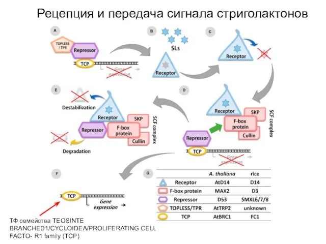 Рецепция и передача сигнала стриголактонов ТФ семейства TEOSINTE BRANCHED1/CYCLOIDEA/PROLIFERATING CELL FACTO- R1 family (TCP)