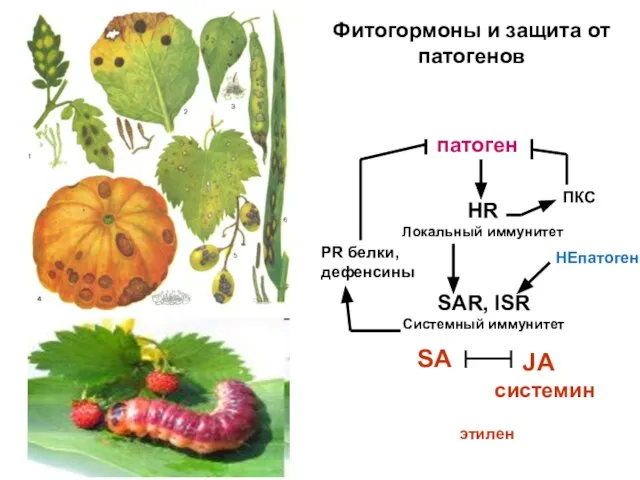 HR Локальный иммунитет SAR, ISR Системный иммунитет патоген ПКС PR белки,