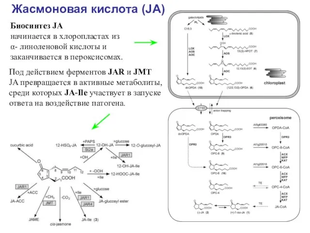 Жасмоновая кислота (JA) Биосинтез JA начинается в хлоропластах из α- линоленовой