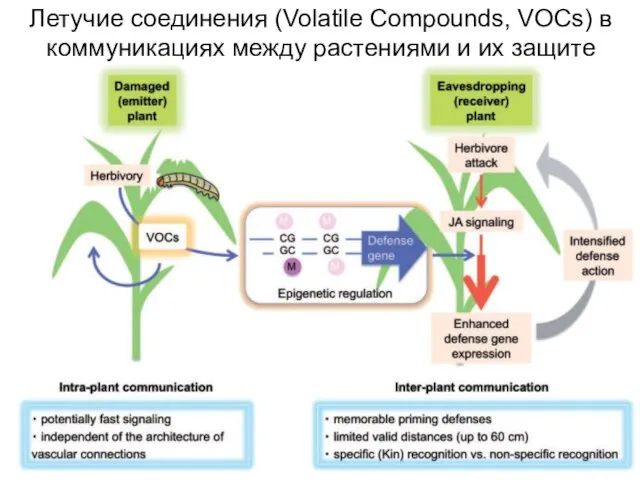 Летучие соединения (Volatile Compounds, VOCs) в коммуникациях между растениями и их защите