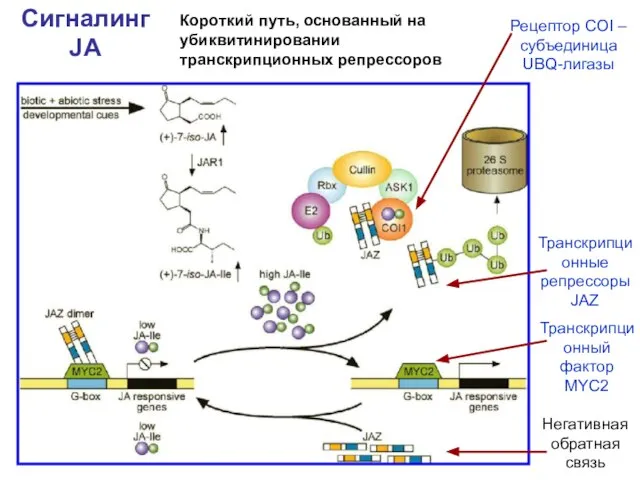 Сигналинг JA Короткий путь, основанный на убиквитинировании транскрипционных репрессоров Рецептор COI