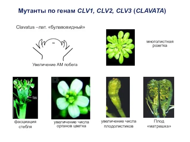 Мутанты по генам СLV1, CLV2, CLV3 (CLAVATA) многолистная розетка увеличение числа