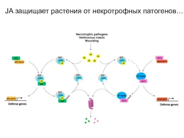 JA защищает растения от некротрофных патогенов…