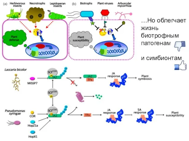…Но облегчает жизнь биотрофным патогенам и симбионтам