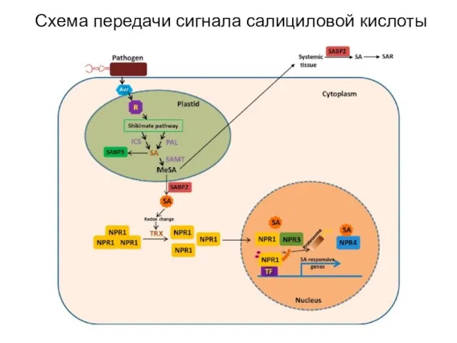 Схема передачи сигнала салициловой кислоты