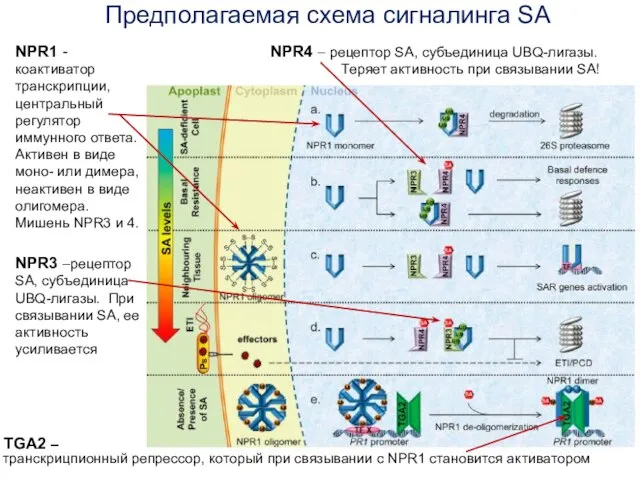 Предполагаемая схема сигналинга SA NPR1 - коактиватор транскрипции, центральный регулятор иммунного