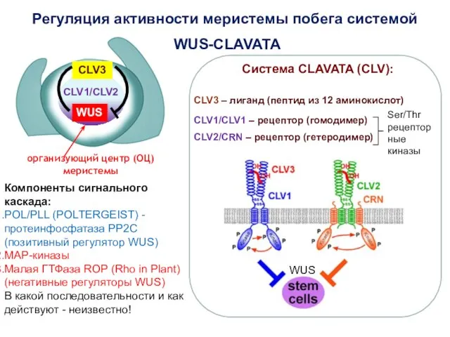 Регуляция активности меристемы побега системой WUS-CLAVATA организующий центр (ОЦ) меристемы WUS