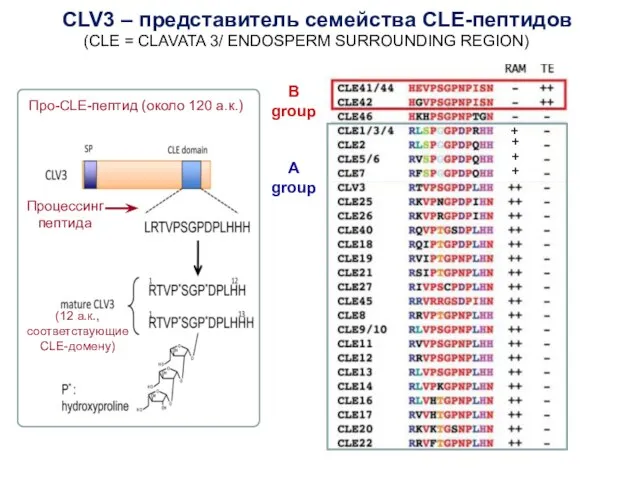 CLV3 – представитель семейства CLE-пептидов B group A group (CLE = CLAVATA 3/ ENDOSPERM SURROUNDING REGION)