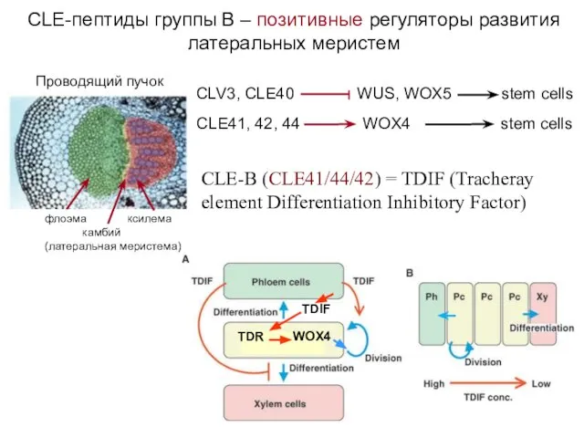 CLE-B (CLE41/44/42) = TDIF (Tracheray element Differentiation Inhibitory Factor) CLE-пептиды группы