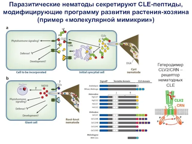 Паразитические нематоды секретируют CLE-пептиды, модифицирующие программу развития растения-хозяина (пример «молекулярной мимикрии»)