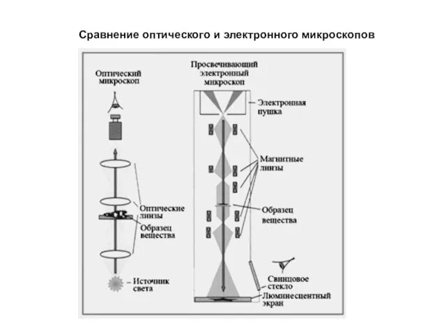 Сравнение оптического и электронного микроскопов