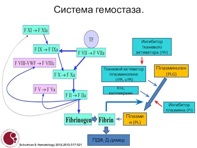 Система гемостаза. Schulman S Hematology 2012;2012:517-521