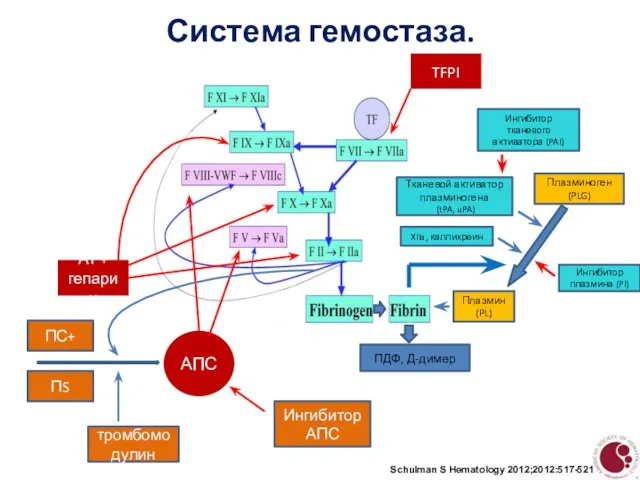 Система гемостаза. Schulman S Hematology 2012;2012:517-521 АТ + гепарин АПС ПS ПС+ Ингибитор АПС тромбомодулин TFPI