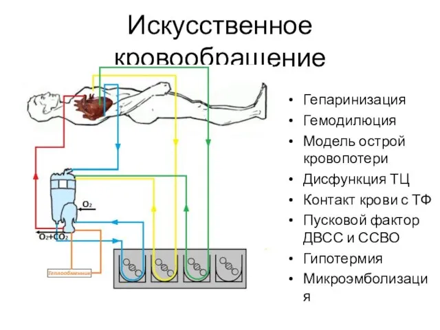 Искусственное кровообращение Гепаринизация Гемодилюция Модель острой кровопотери Дисфункция ТЦ Контакт крови