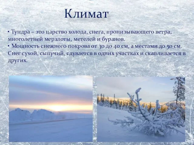 Климат • Тундра – это царство холода, снега, пронизывающего ветра, многолетней