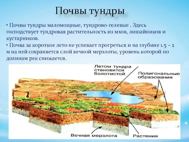 Почвы тундры • Почвы тундры маломощные, тундрово-гелевые . Здесь господствует тундровая