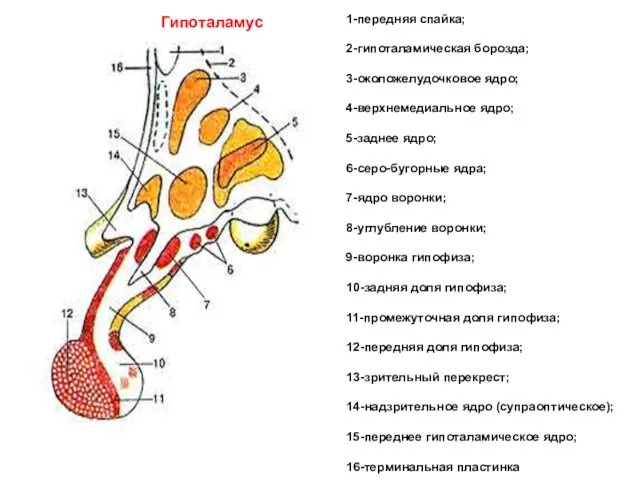 1-передняя спайка; 2-гипоталамическая борозда; 3-околожелудочковое ядро; 4-верхнемедиальное ядро; 5-заднее ядро; 6-серо-бугорные