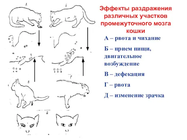 Эффекты раздражения различных участков промежуточного мозга кошки А – рвота и