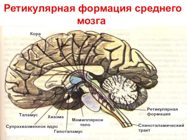 Ретикулярная формация среднего мозга