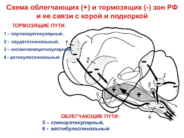 Схема облегчающих (+) и тормозящих (-) зон РФ и ее связи