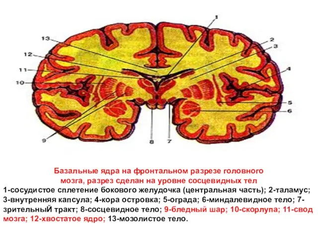 Базальные ядра на фронтальном разрезе головного мозга, разрез сделан на уровне